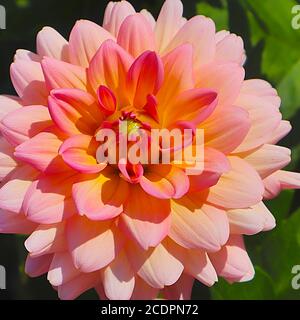 Plants with macro photographic representation of flowers Stock Photo