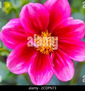 Plants with macro photographic representation of flowers Stock Photo