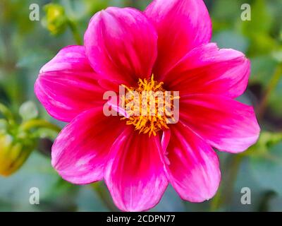 Plants with macro photographic representation of flowers Stock Photo