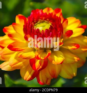 Plants with macro photographic representation of flowers Stock Photo