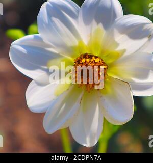 Plants with macro photographic representation of flowers Stock Photo