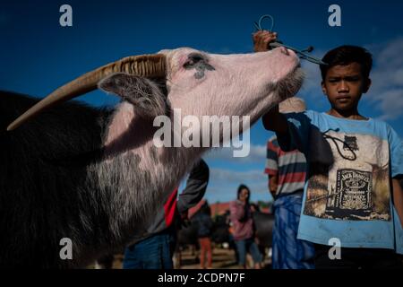 Nort Toraja, South sulawesi, Indonesia. 29th Aug, 2020. Water buffaloes at the Bolu livestock market in Rantepao, Nort Toraja, South Sulawesi, Indonesia, Saturday, August 29th. This market for trading buffalos for sacrifice during funeral ceremonies and is one of the largest livestock markets in Indonesia. Credit: Hariandi Hafid/ZUMA Wire/Alamy Live News Stock Photo