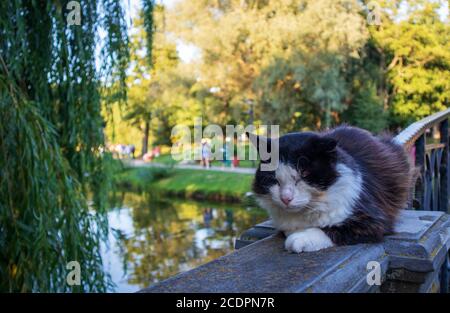 Homeless cat resting on the bridge railing in a city park Stock Photo