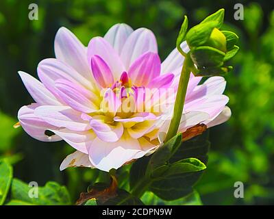 Plants with macro photographic representation of flowers Stock Photo