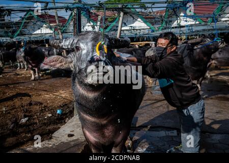 Nort Toraja, South sulawesi, Indonesia. 29th Aug, 2020. Water buffaloes at the Bolu livestock market in Rantepao, Nort Toraja, South Sulawesi, Indonesia, Saturday, August 29th. This market for trading buffalos for sacrifice during funeral ceremonies and is one of the largest livestock markets in Indonesia. Credit: Hariandi Hafid/ZUMA Wire/Alamy Live News Stock Photo