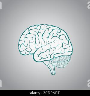 Schematic illustration of human brain on a white background Stock Vector