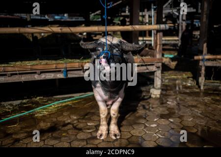 Nort Toraja, South sulawesi, Indonesia. 29th Aug, 2020. Water buffaloes at the Bolu livestock market in Rantepao, Nort Toraja, South Sulawesi, Indonesia, Saturday, August 29th. This market for trading buffalos for sacrifice during funeral ceremonies and is one of the largest livestock markets in Indonesia. Credit: Hariandi Hafid/ZUMA Wire/Alamy Live News Stock Photo