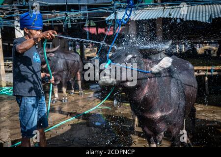 Nort Toraja, South sulawesi, Indonesia. 29th Aug, 2020. Water buffaloes at the Bolu livestock market in Rantepao, Nort Toraja, South Sulawesi, Indonesia, Saturday, August 29th. This market for trading buffalos for sacrifice during funeral ceremonies and is one of the largest livestock markets in Indonesia. Credit: Hariandi Hafid/ZUMA Wire/Alamy Live News Stock Photo