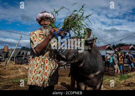 Nort Toraja, South sulawesi, Indonesia. 29th Aug, 2020. Water buffaloes at the Bolu livestock market in Rantepao, Nort Toraja, South Sulawesi, Indonesia, Saturday, August 29th. This market for trading buffalos for sacrifice during funeral ceremonies and is one of the largest livestock markets in Indonesia. Credit: Hariandi Hafid/ZUMA Wire/Alamy Live News Stock Photo