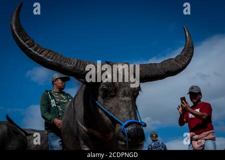 Nort Toraja, South sulawesi, Indonesia. 29th Aug, 2020. Water buffaloes at the Bolu livestock market in Rantepao, Nort Toraja, South Sulawesi, Indonesia, Saturday, August 29th. This market for trading buffalos for sacrifice during funeral ceremonies and is one of the largest livestock markets in Indonesia. Credit: Hariandi Hafid/ZUMA Wire/Alamy Live News Stock Photo