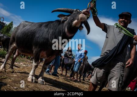 Nort Toraja, South sulawesi, Indonesia. 29th Aug, 2020. Water buffaloes at the Bolu livestock market in Rantepao, Nort Toraja, South Sulawesi, Indonesia, Saturday, August 29th. This market for trading buffalos for sacrifice during funeral ceremonies and is one of the largest livestock markets in Indonesia. Credit: Hariandi Hafid/ZUMA Wire/Alamy Live News Stock Photo