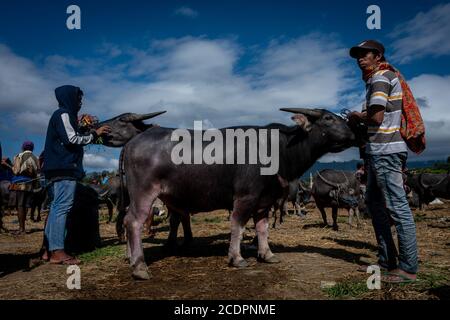 Nort Toraja, South sulawesi, Indonesia. 29th Aug, 2020. Water buffaloes at the Bolu livestock market in Rantepao, Nort Toraja, South Sulawesi, Indonesia, Saturday, August 29th. This market for trading buffalos for sacrifice during funeral ceremonies and is one of the largest livestock markets in Indonesia. Credit: Hariandi Hafid/ZUMA Wire/Alamy Live News Stock Photo