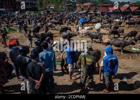 Nort Toraja, South sulawesi, Indonesia. 29th Aug, 2020. Water buffaloes at the Bolu livestock market in Rantepao, Nort Toraja, South Sulawesi, Indonesia, Saturday, August 29th. This market for trading buffalos for sacrifice during funeral ceremonies and is one of the largest livestock markets in Indonesia. Credit: Hariandi Hafid/ZUMA Wire/Alamy Live News Stock Photo