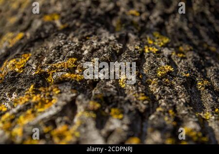 old wood tree bark texture with green moss Stock Photo