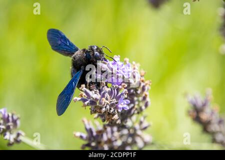 Violet carpenter bee (Xylocopa violacea) on lavender Stock Photo
