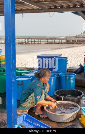 HUA HIN, THAILAND - 2015 February. Old thai woman cleaning Octopus. Stock Photo