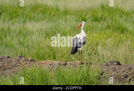 White Stork at the rice fields, la Janda wetland, during autumn bird migration, Andalucia, Cadiz, Spain.