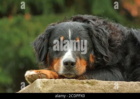 bernaise mountain dog Stock Photo