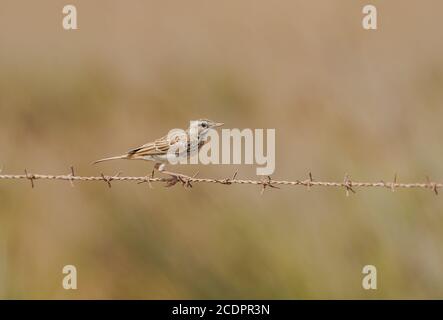Crested lark (Galerida cristata perched on a wire, Andalusia, Spain.