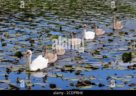 Adult Mute Swans Cygnus olor with cygnets swimming through lilly pads Stock Photo