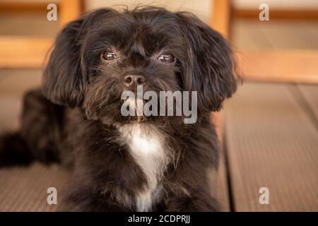 a cute little black Bolonka Zwetna dog looks sadly into the camera Stock Photo