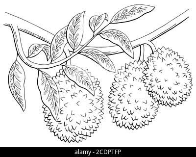 Durian fruit graphic branch black white isolated sketch illustration vector Stock Vector