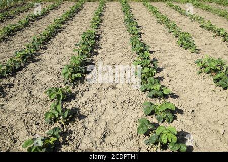 The bed of strawberries in the garden. Strawberry blossoms and bears fruit Stock Photo