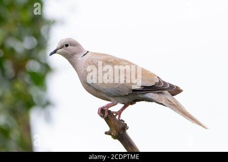 Collared Dove, Eurasian medium sized dove, perched on a branch over a British Garden, Bedfordshire, 2020 Stock Photo