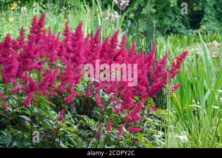 Red Astilbe 'Granat' (Astilbe x arendsii) 'False goat's beard' Flowers grown in a border at RHS Garden Harlow Carr, Harrogate, Yorkshire, England, Stock Photo