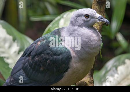 The Pacific imperial pigeon (Ducula pacifica) is a widespread species of pigeon in the family Columbidae. Stock Photo