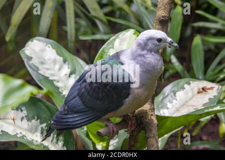 The Pacific imperial pigeon (Ducula pacifica) is a widespread species of pigeon in the family Columbidae. Stock Photo