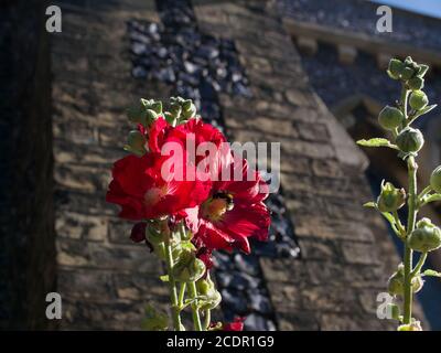 Beautiful red hollyhock flower against flint and brick wall of building