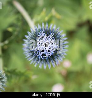 Close up macro of the round purple flower heads of allium plants Stock Photo