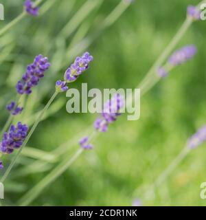 Nature background of the flowers and stalks of a fragrant lavender plant with copy space Stock Photo