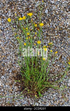 Smooth hawksbeard growing out of the gravel of a footpath, also called crepis capillaris or Pippau Stock Photo