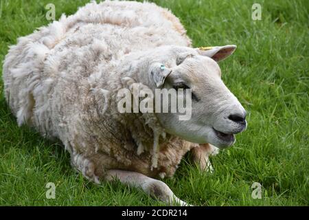 White sheep chewing while laying in a grass field. Stock Photo