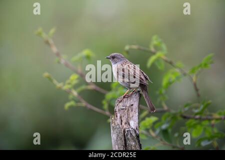A single Dunnock  Prunella modularis perching on an old wooden stump in semi-profile displaying its brown and grey plumage