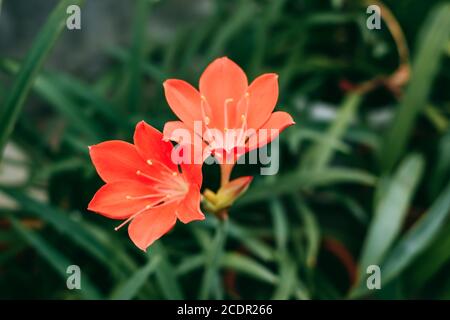 Beautiful red flowers with stamens of vallota in the garden. Close-up Stock Photo
