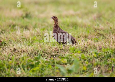 Female adult red grouse Lagopus lagopus scotica standing prominently in a short grassy field on moorlands in West Yorkshire Stock Photo