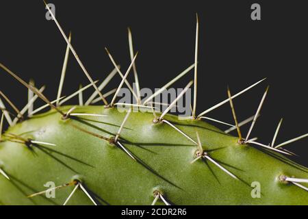 Detail of opuntia ficus-indica green spiny leaf Stock Photo