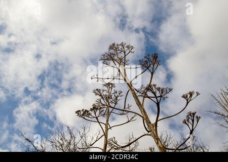 Agave americana large tree-like flowers Stock Photo