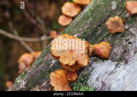 Mushrooms growing on a decaying coconut tree trunk Stock Photo