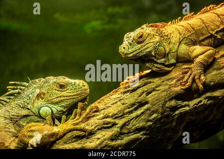 Iguanas couple resrting on the tree. Wild green iguanas close up. Stock Photo
