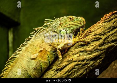 Iguana resting on the tree. Green iguana close up. Stock Photo