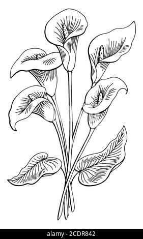 Callas flower graphic black white isolated sketch illustration vector ...