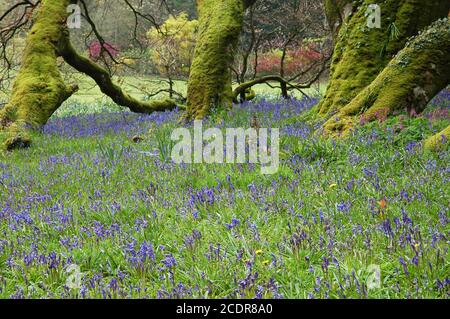 Bluebells, (Hyacinthoides non-scriptus) and mossy tree trunks, Mount Congreve Estate, Kilmeadon, Co. Waterford, Eire. April. With permission. Stock Photo