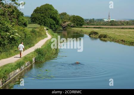 Chichester Canal from Hunston Bridge. Cathedral of the Holy Trinity behind, man walking on towpath and spaniel dog swimming.  West Sussex, England, Ju Stock Photo