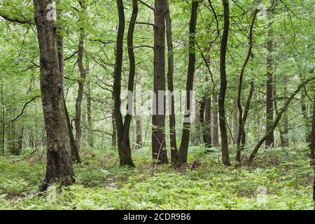 Green springtime landscape in deciduous forest Stock Photo
