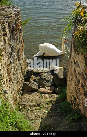 Mute swan, (Cygnus olor) on moat near landing stage,Chateau, Mortemart, Haute VienneLimousin France. October. Une des plus belles villages. Stock Photo