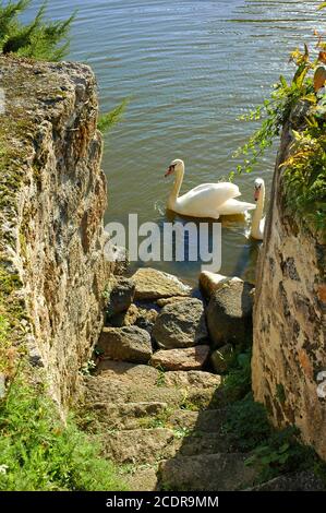 Mute swans, (Cygnus olor) on the moat near landing stage of Chateau at Mortemart, Hautevienne, Limousin, France, October. Stock Photo